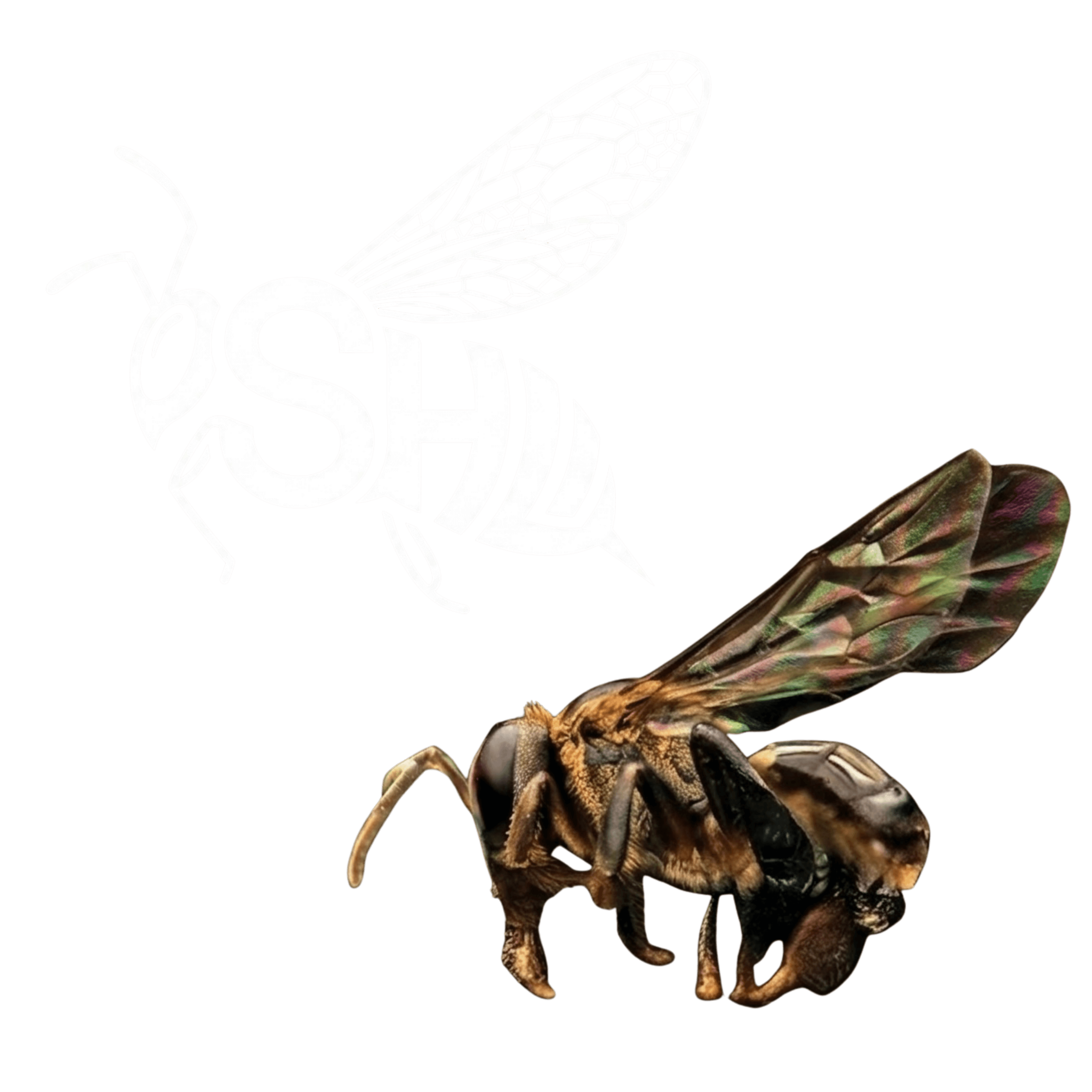 Logo Stingers Hockey berbanding kelulut Terminata sebenar